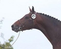 stallion Ut Majeur de Brecey (Selle Français, 2008, from Diamant de Semilly)