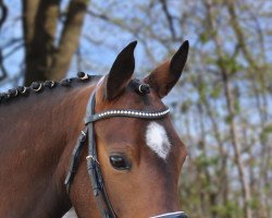 dressage horse Velvet vom Derkingshof (German Riding Pony, 2018, from VIP 2)