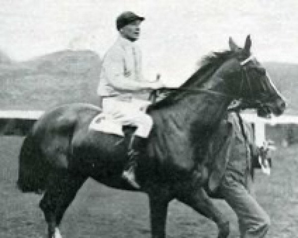 stallion Scaramouche xx (Thoroughbred, 1921, from Durbar II xx)