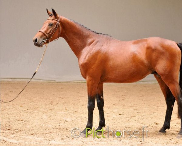 Springpferd Dziggy de Blondel (Selle Français, 2013, von Very Berlin de Castel)