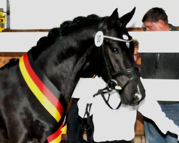 stallion Bünteeichen Ricardo (German Riding Pony, 2008, from Proud Rocketti)