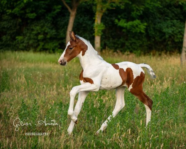 Springpferd Lemuria de Gilián (Ungarisches Warmblut, 2022, von Zapatero VDL)