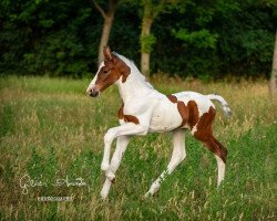 jumper Lemuria de Gilián (Hungarian Warmblood, 2022, from Zapatero VDL)