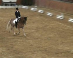 dressage horse Akrobat 119 (German Riding Pony, 2000, from Aladin)