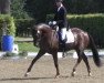 dressage horse Donatello 138 (Westphalian, 2010, from Damon Hill)