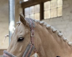 dressage horse Crisby 23 (German Riding Pony, 2015, from Cassias SI)