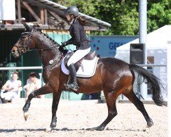 jumper I Seeyou (KWPN (Royal Dutch Sporthorse), 2013, from Durrant)