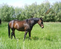 broodmare Contana HR (Brandenburg, 2001, from Convoi)