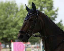 Springpferd Cassano 15 (Oldenburger Springpferd, 2007, von Chambertin)