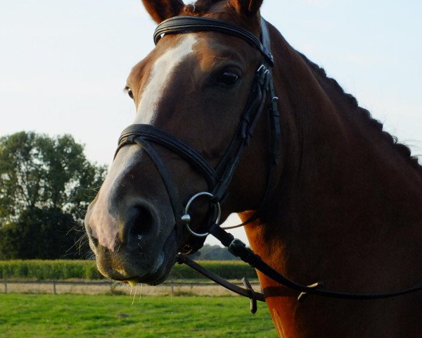 dressage horse Flower Power S (Westphalian,  , from Fleury)