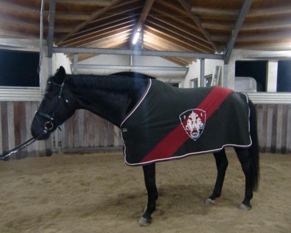 dressage horse D'Artagnon (Hanoverian, 2006, from Don Primero)