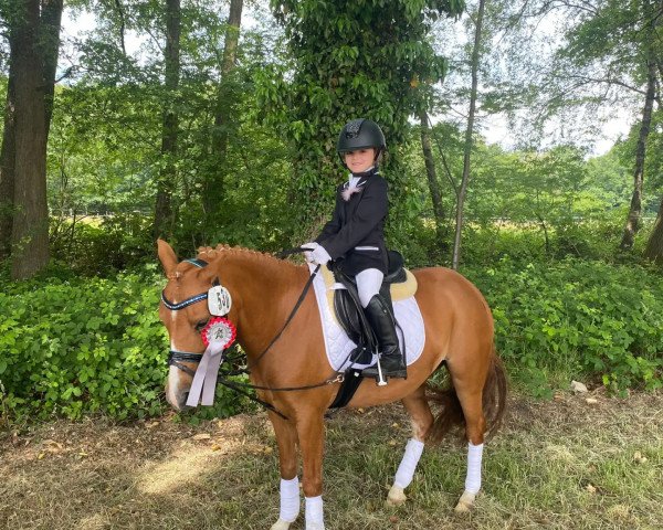 dressage horse Lucera (Cruzado, 2014)