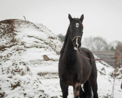 Pferd Bellissimo (Pinto/Kleines Reitpferd, 2019)