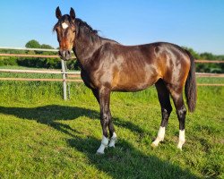 dressage horse Owena (Holsteiner, 2021, from Goldball)