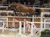 stallion Justin van de Zandhoeve (Belgian Warmblood, 2009, from Emerald van 't Ruytershof)