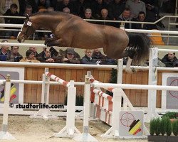 stallion Justin van de Zandhoeve (Belgian Warmblood, 2009, from Emerald van 't Ruytershof)