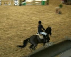 jumper Alwin van de Rietvenne (KWPN (Royal Dutch Sporthorse), 2005, from Garanco)