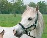 broodmare Antilope du Ruere (Connemara Pony, 1988, from Island Earl)