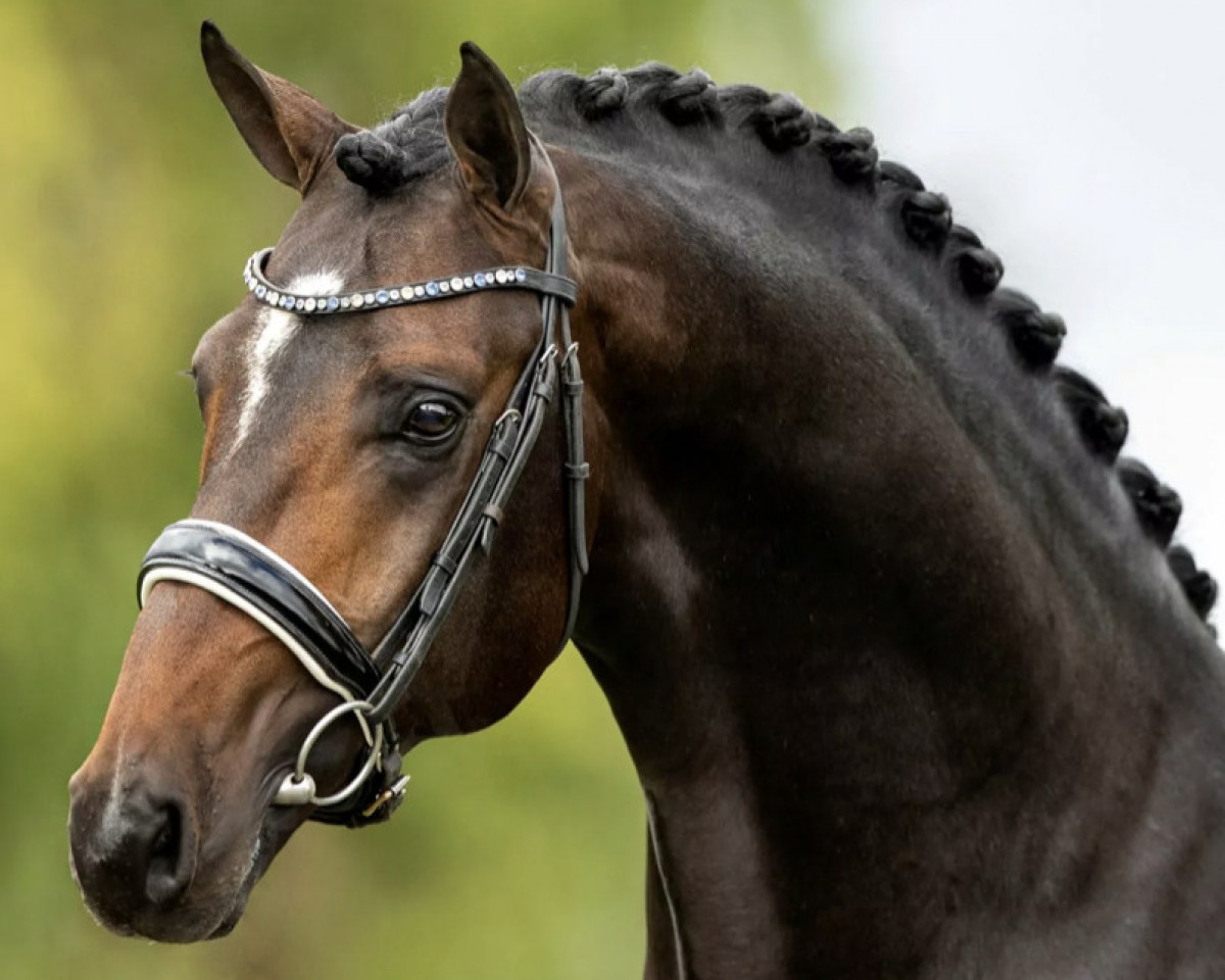 stallion Santiano (Danish Warmblood, 2017, from Sezuan)