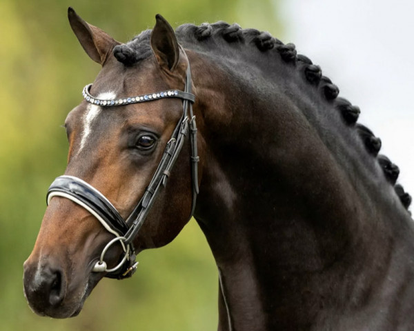 stallion Blue Hors Santiano (Danish Warmblood, 2017, from Sezuan)