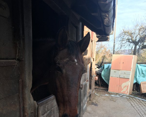 horse Cordy453 (German Warmblood, 2003)