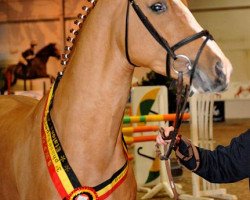 stallion Jappelloup Vh Dauwhof (Belgian Warmblood, 2009, from Echo van het Neerenbosch)