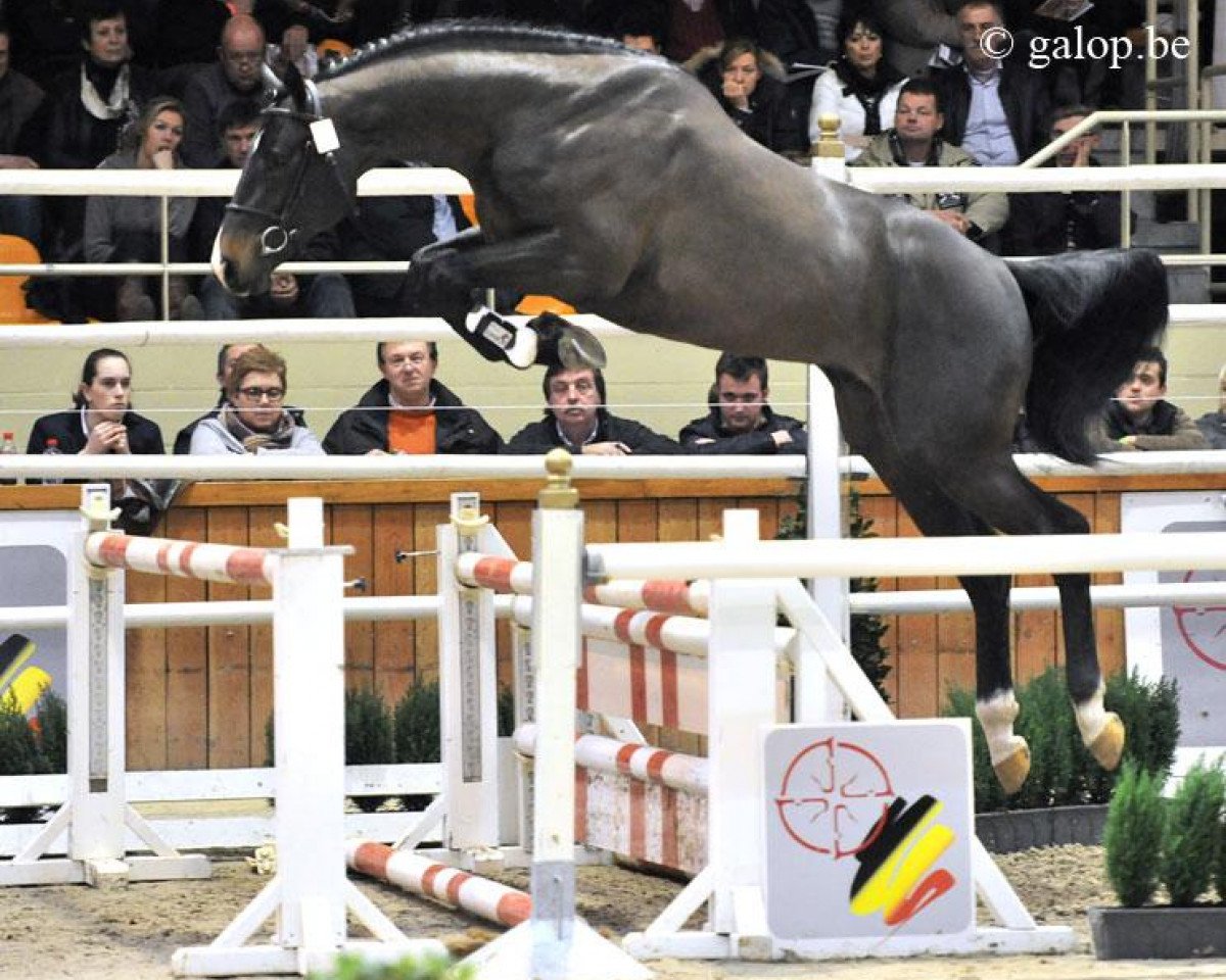 stallion Joop 111 (Belgian Warmblood, 2009, from Diarado)