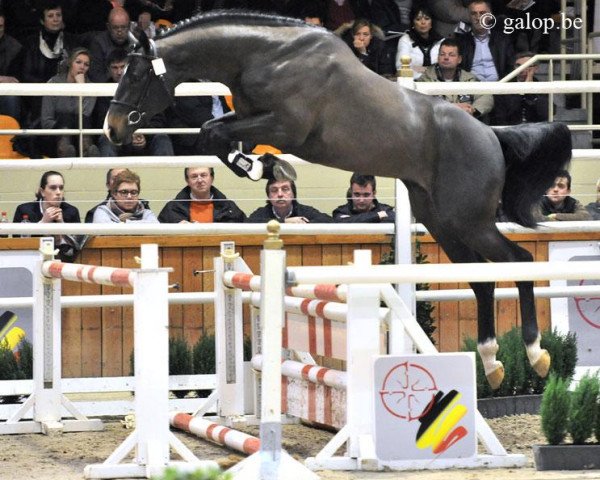 Deckhengst Joop 111 (Belgisches Warmblut, 2009, von Diarado)