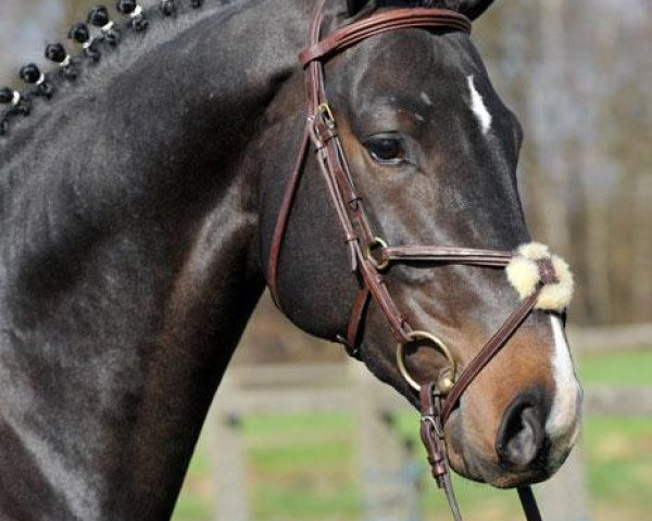 stallion Joop 111 (Belgian Warmblood, 2009, from Diarado)
