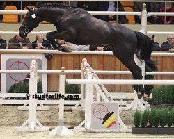 stallion Jivago D'Arsouilles (Belgian Warmblood, 2009, from Darco)