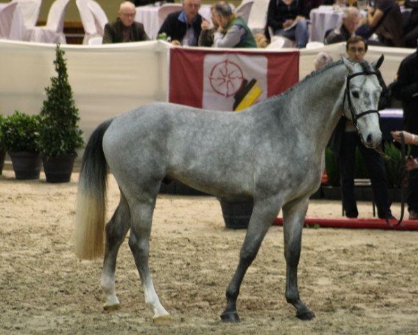 stallion Charming Fellow Z (Zangersheide riding horse, 2009, from Clinton)
