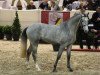 Deckhengst Charming Fellow Z (Zangersheide Reitpferd, 2009, von Clinton)