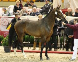 stallion Enzo van de Lochthoeve (KWPN (Royal Dutch Sporthorse), 2009, from Ampère)