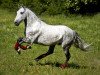 dressage horse Lugareño X (Pura Raza Espanola (PRE), 2005)