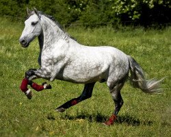 dressage horse Lugareño X (Pura Raza Espanola (PRE), 2005)