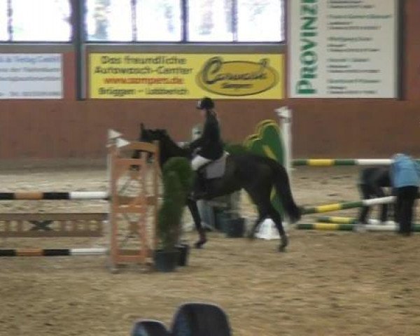 jumper La Cocco (Hanoverian, 1999, from Landstallmeister)