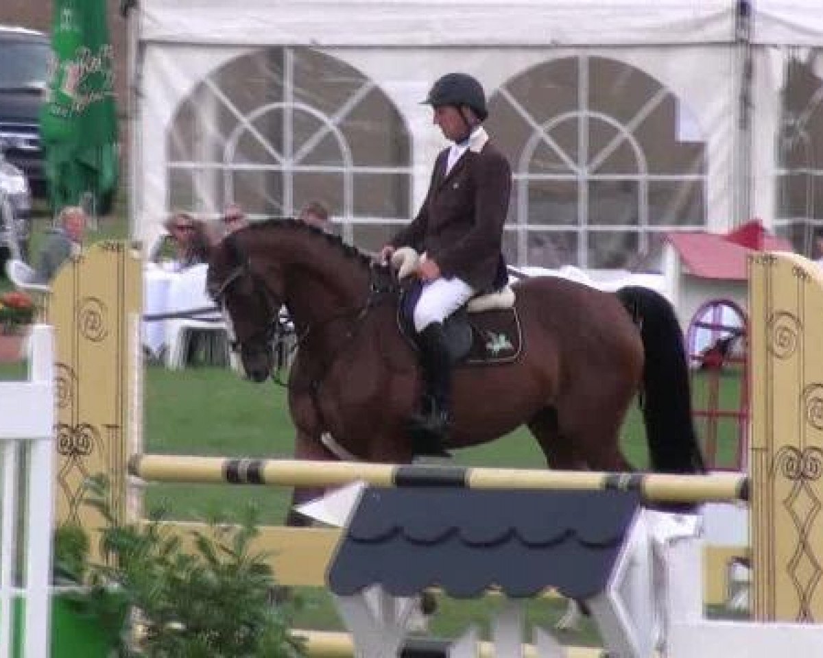 jumper Captain Carl Sparrow (Hanoverian, 2006, from Chalet)
