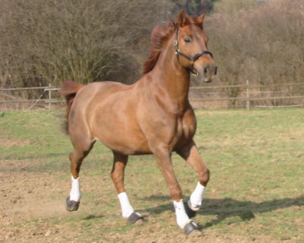 dressage horse Alabaster's Son (Oldenburg, 1993, from Alabaster)