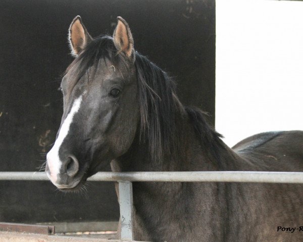 dressage horse Djonny Royal J (German Riding Pony, 2010, from Danny Gold)
