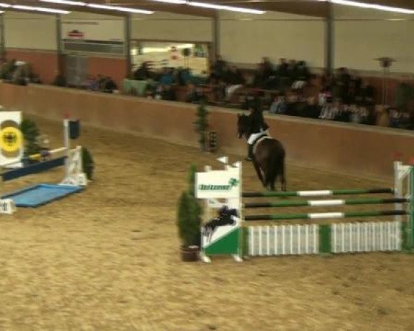 Springpferd Lorenzo L 2 (Hessisches Warmblut, 1993, von Lordon)