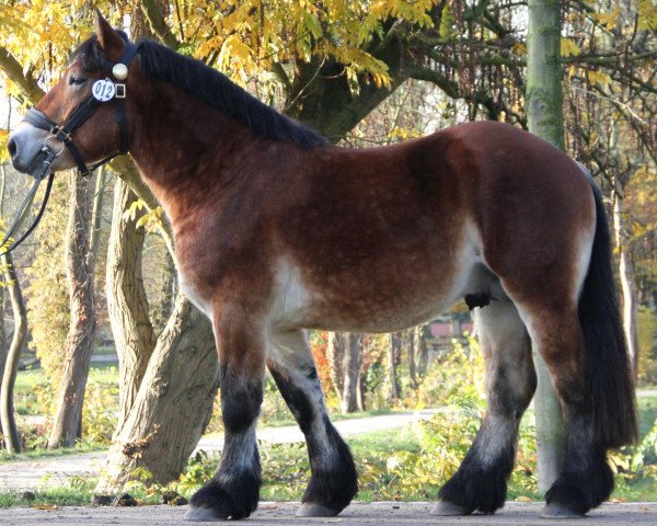 horse Nordwind (Rhenish-German Cold-Blood, 2010, from Nikodemus)