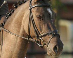 broodmare Djenny Royal (German Riding Pony, 2006, from Danny Gold)