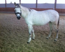 broodmare Naruscha (German Riding Pony, 2000, from Nortenjo)