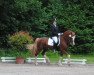 Deckhengst Ruska Red Rooster (Welsh-Cob (Sek. D), 2006, von Brynithon Sorren)