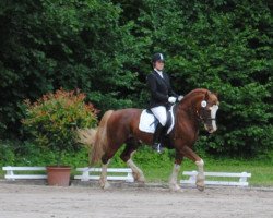 stallion Ruska Red Rooster (Welsh-Cob (Sek. D), 2006, from Brynithon Sorren)