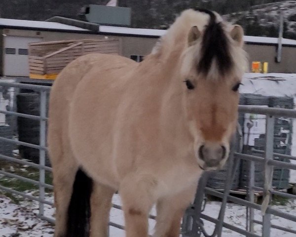 Pferd Nes Storm (Fjordpferd, 2010, von Heino N.2657)