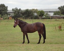 Zuchtstute Caila (Deutsches Reitpony, 1996, von Rocky Twist)