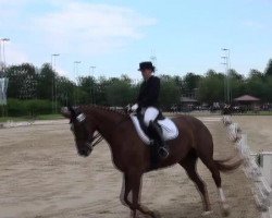 dressage horse Dajou (Hanoverian, 2003, from Davignon I)