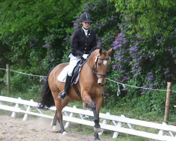 jumper Kobold (German Riding Pony, 2005, from King Bjuti)