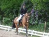 jumper Kobold (German Riding Pony, 2005, from King Bjuti)